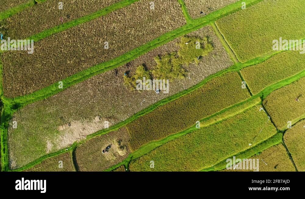 Rice field embankment Stock Videos & Footage - HD and 4K Video Clips ...