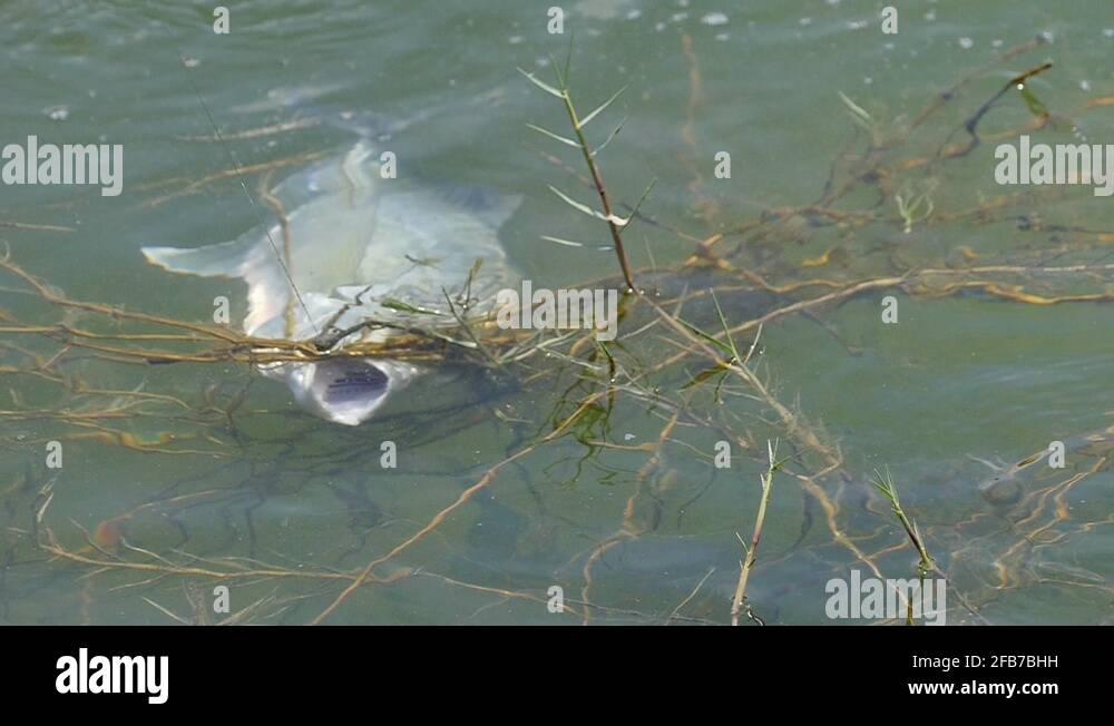 Tensile strength Stock Videos & Footage HD and 4K Video Clips Alamy