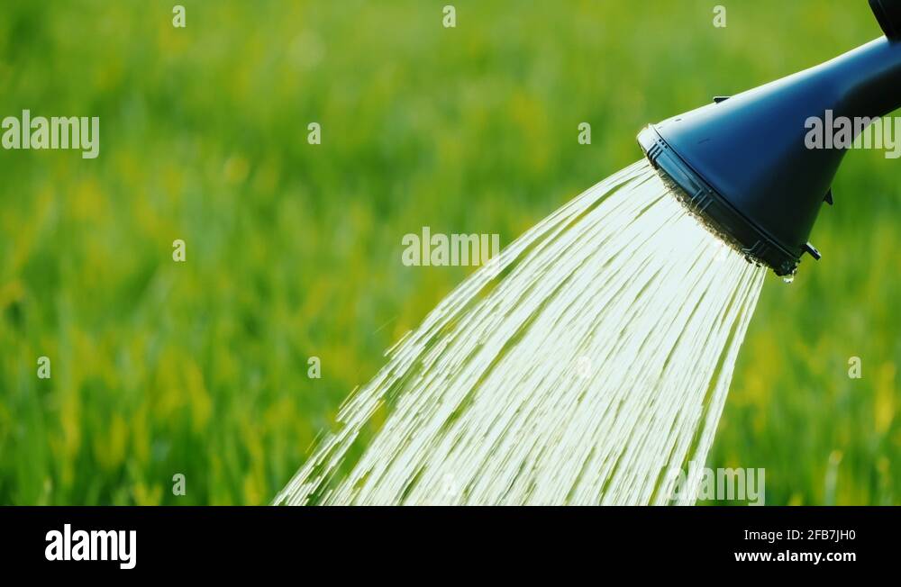 Spout with a diffuser watering can from which water flows to the green