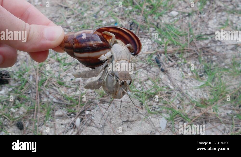 Crab finger grass Stock Videos & Footage HD and 4K Video Clips Alamy