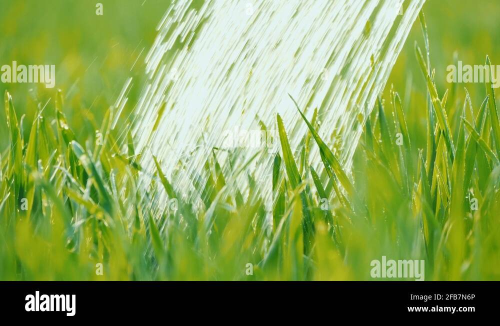 Watering the green lawn. Water drops fall on juicy grass Stock Video
