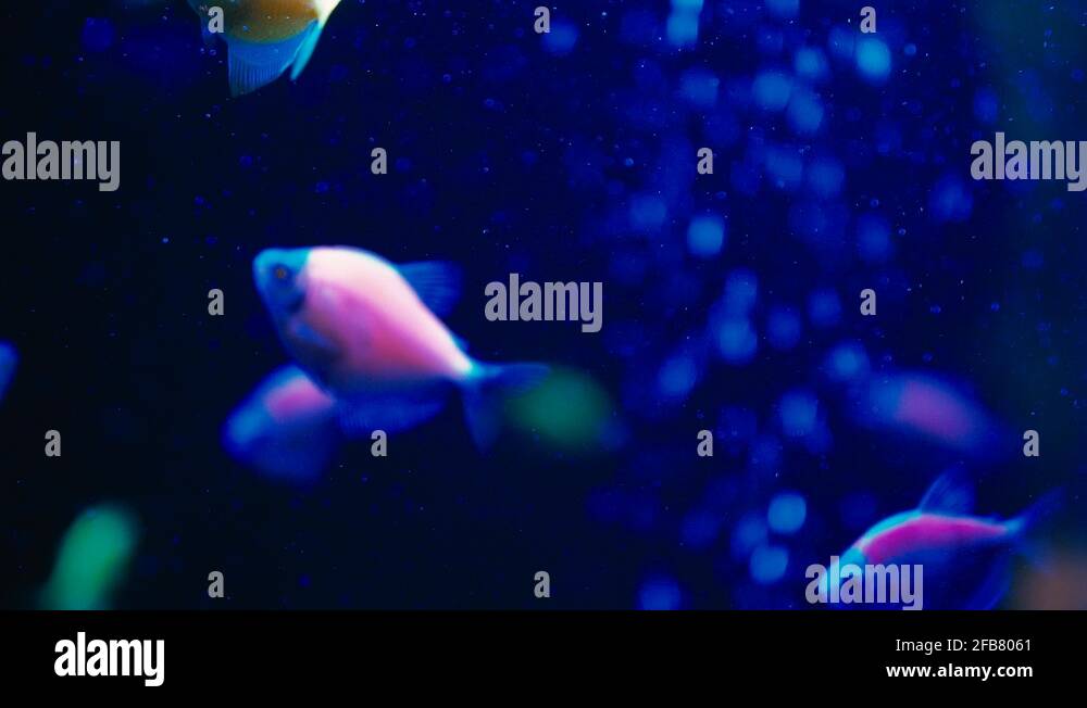 Fluorescent glofish Stock Videos & Footage HD and 4K Video Clips Alamy