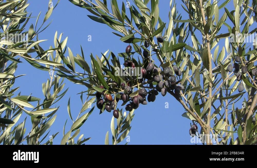 Kalamata black olives Stock Videos & Footage HD and 4K Video Clips