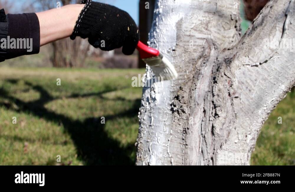 White paint tree Stock Videos & Footage HD and 4K Video Clips Alamy
