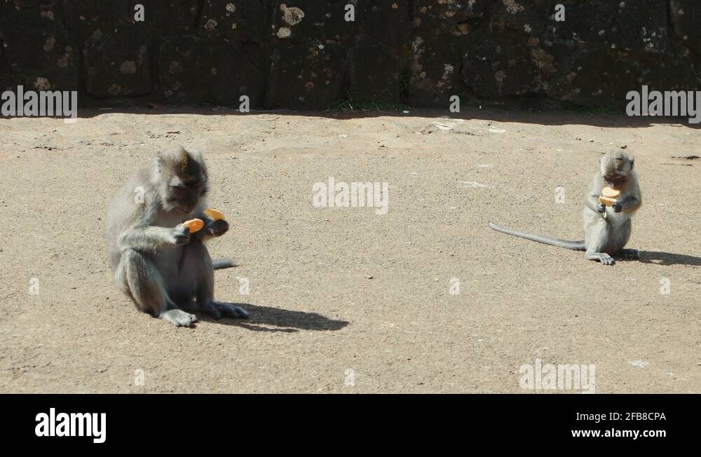 Animal biscuits Stock Videos & Footage HD and 4K Video Clips Alamy