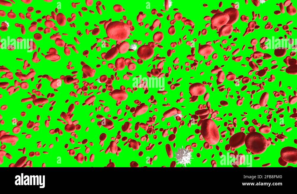 Human red and white blood cells Stock Videos & Footage Biology Diagrams