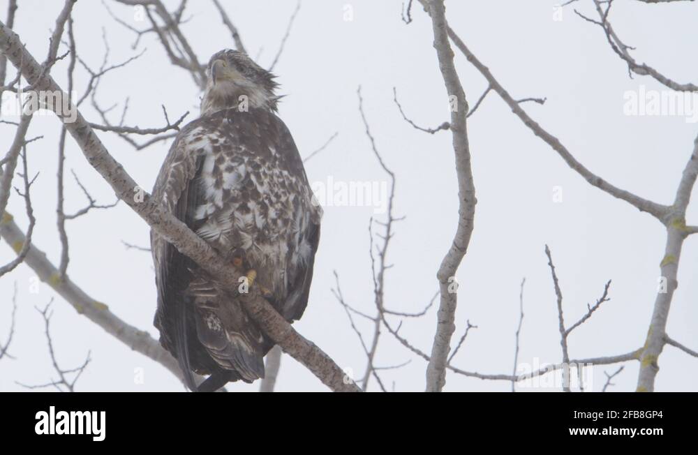 Bald eagle takes flight in Stock Videos & Footage - HD and 4K Video