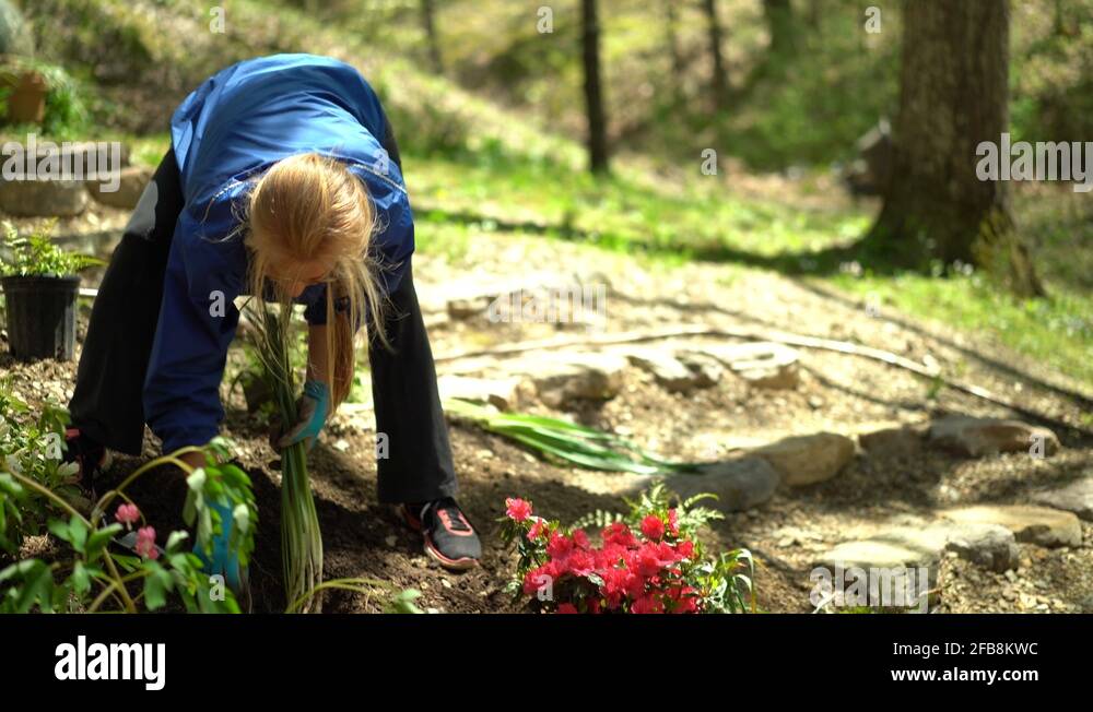 Mature woman gardening bending over Stock Videos & Footage HD and 4K