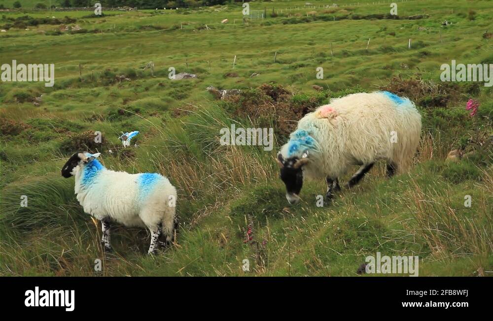 Sheep with markings Stock Videos & Footage HD and 4K Video Clips Alamy