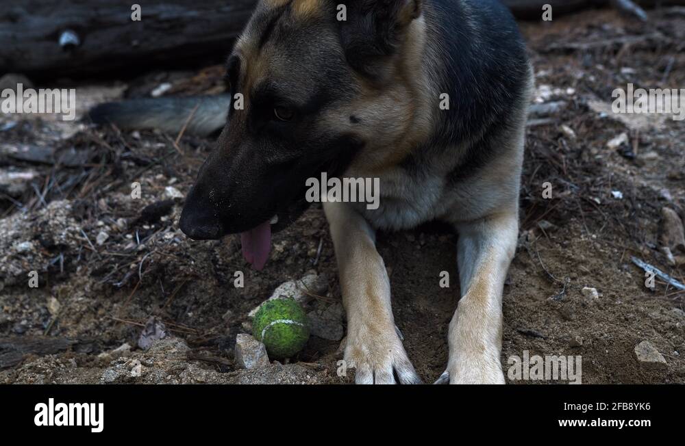 Patient cute German Shepherd dog holding a tennis ball at San Gabriel