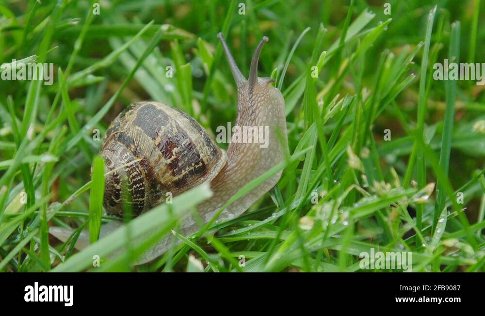 Snail Climbs Grass Blade with Belly Showing Macro CU Stock Video