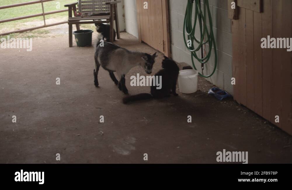A cute baby goat headbutting a farm cat in a horse stable Stock Video