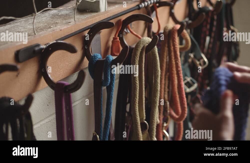 Reins a horse Stock Videos & Footage HD and 4K Video Clips Alamy