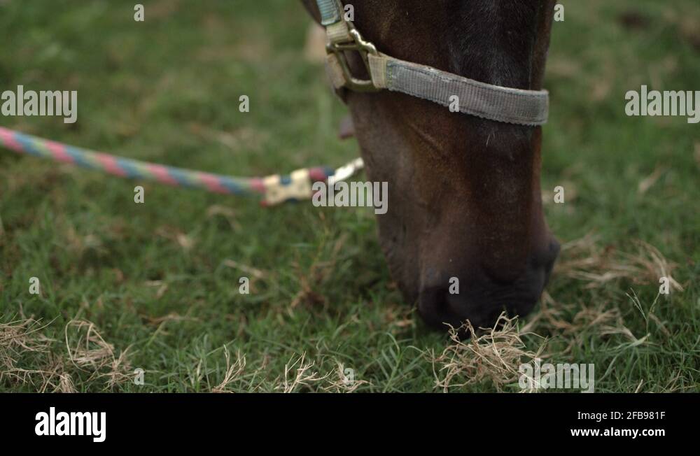 Horse green eyes Stock Videos & Footage HD and 4K Video Clips Alamy