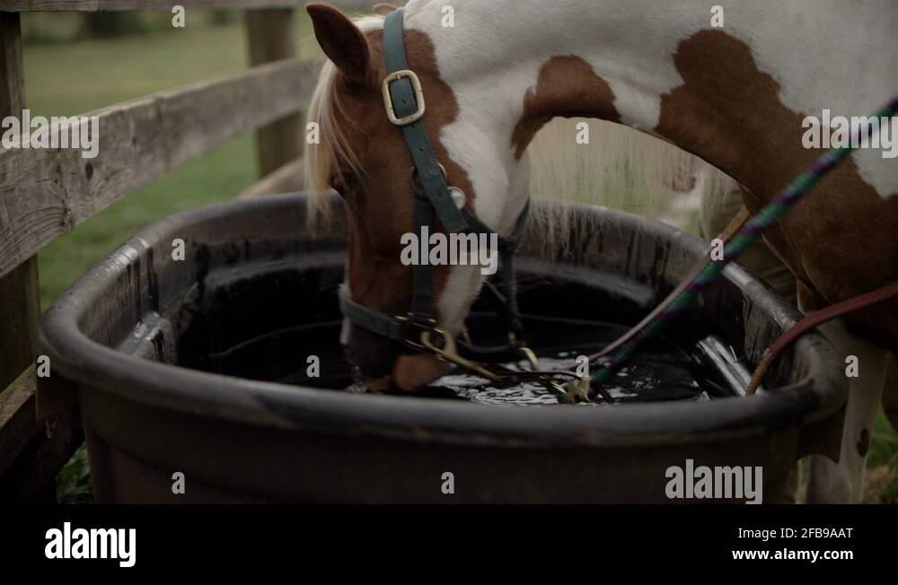 Horse trough water trough Stock Videos & Footage HD and 4K Video
