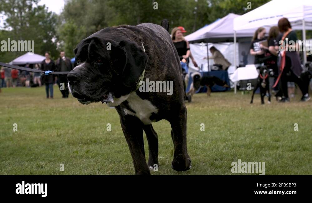 closeup of black dog with saliva dripping from mouth, walking around