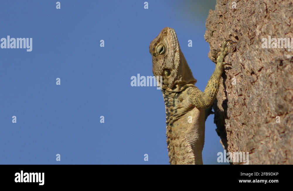 Collared tree lizard Stock Videos & Footage HD and 4K Video Clips Alamy