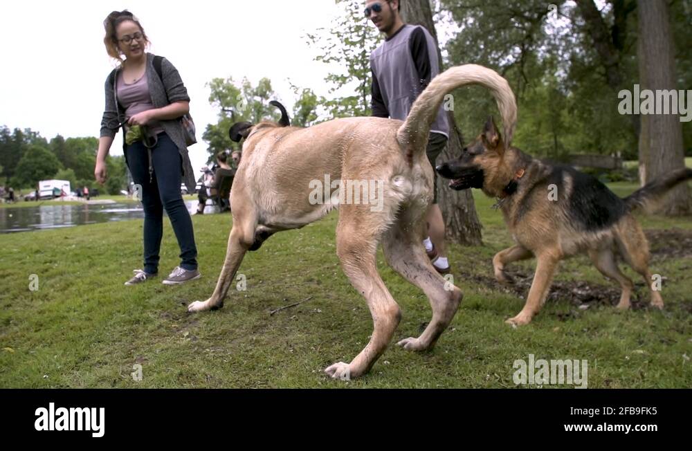 german shepherd mutt german shepherd mutt
