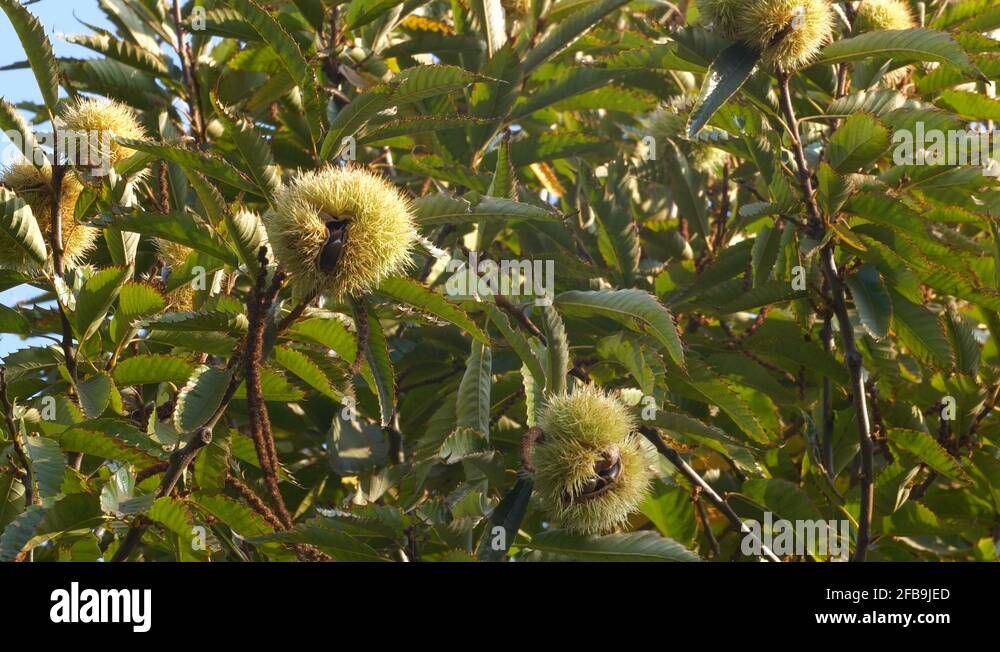 Chestnuts from tree Stock Videos & Footage HD and 4K Video Clips Alamy
