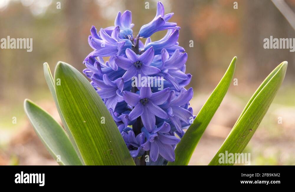Hyacinth flower Stock Videos & Footage HD and 4K Video Clips Alamy