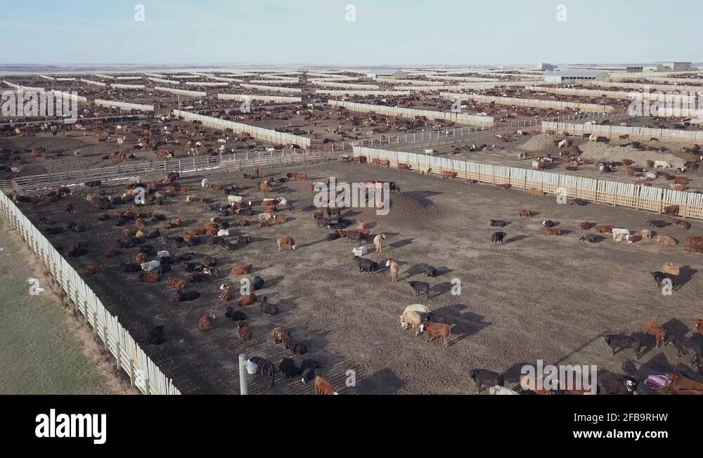 Cattle pens Stock Videos & Footage HD and 4K Video Clips Alamy