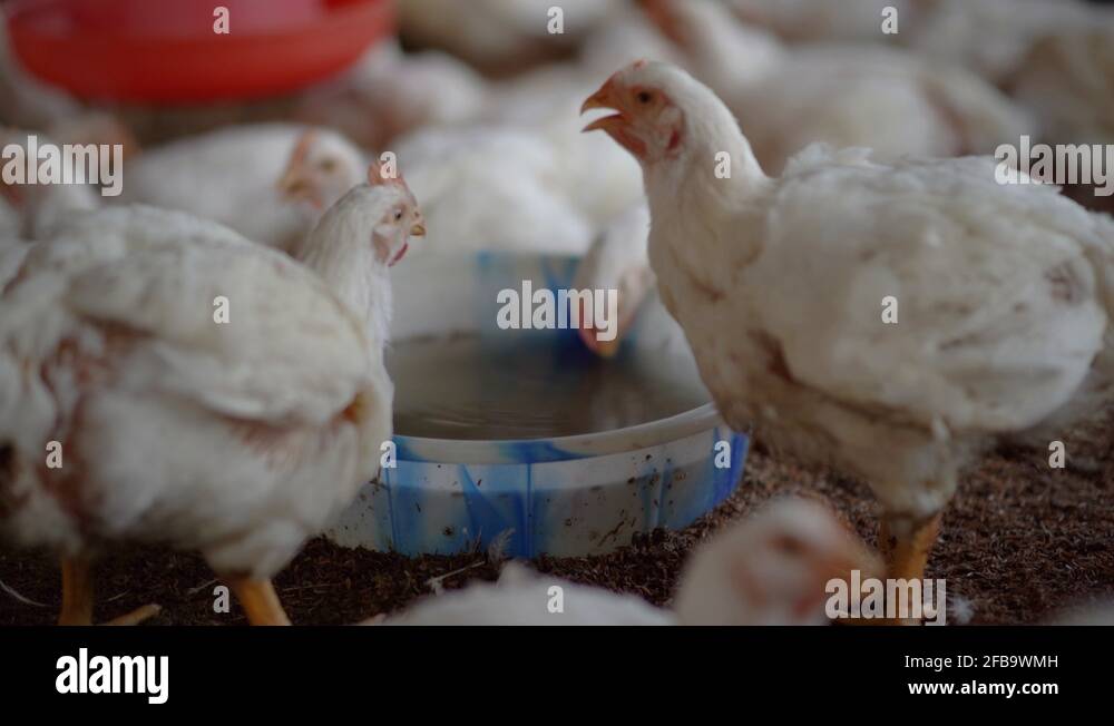 Thirsty broiler farm chickens drinking water from a container, close up