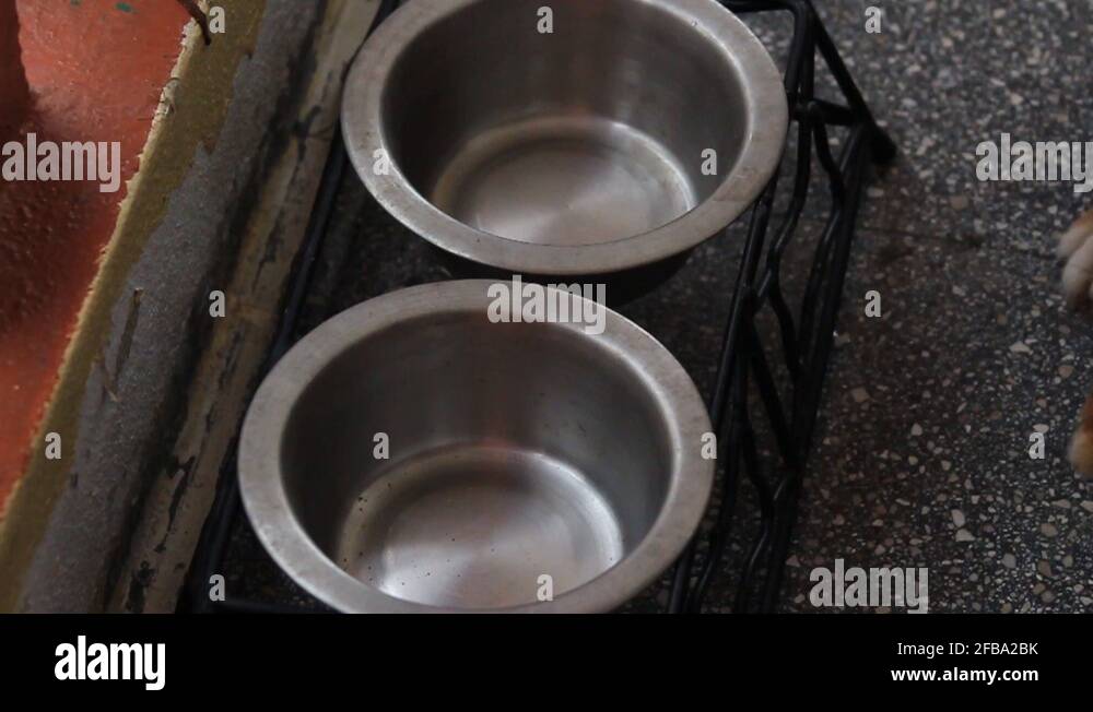 Pet plates Stock Videos & Footage HD and 4K Video Clips Alamy