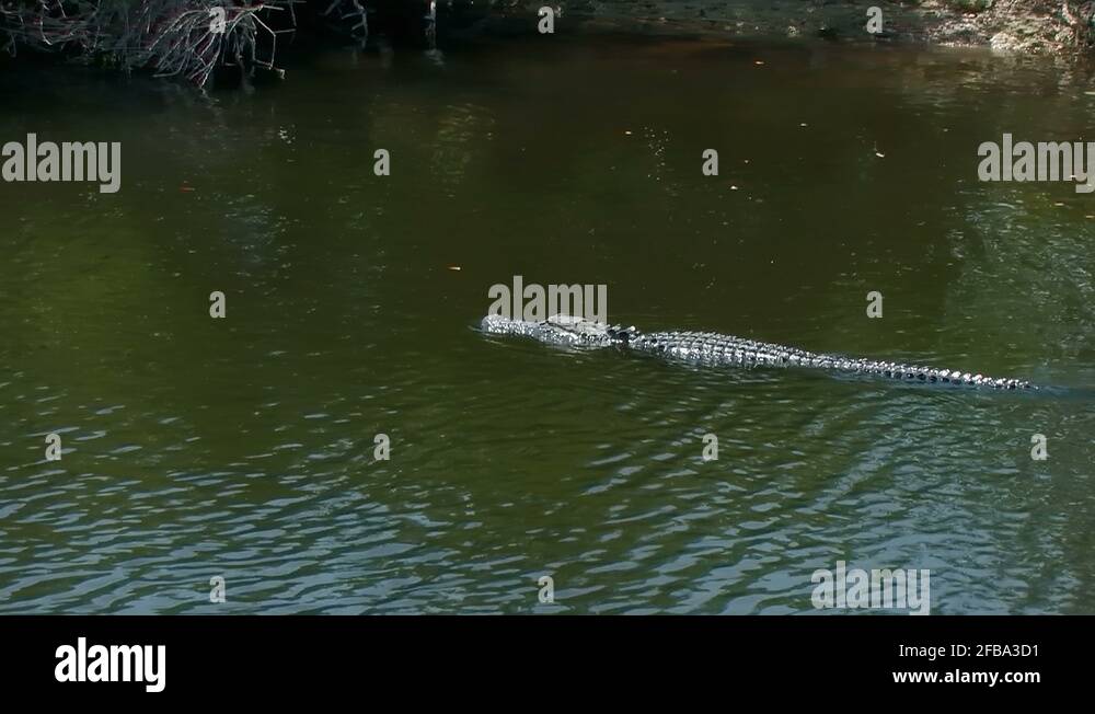Alligator swimming in Florida Everglades wetland Stock Video Footage Alamy