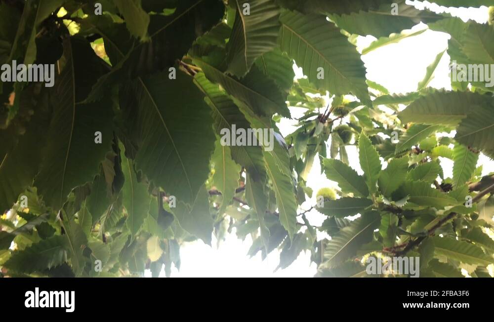 Chichester skyline Stock Videos & Footage HD and 4K Video Clips Alamy