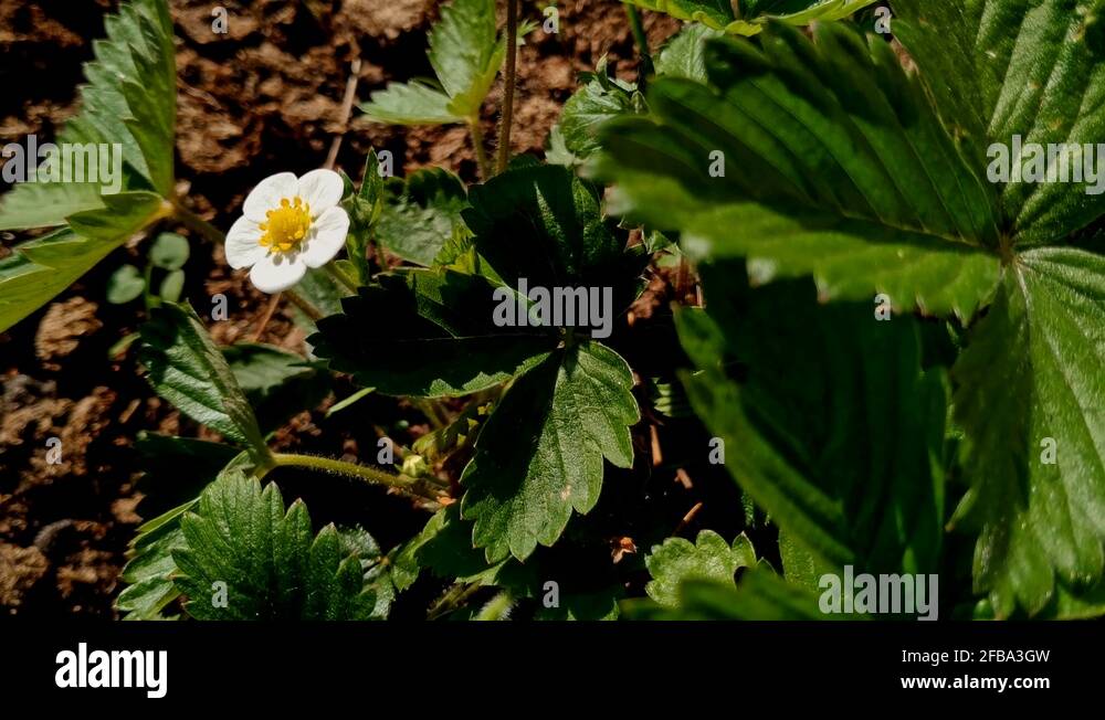 Flower garden strawberry fragaria ananassa Stock Videos & Footage - HD ...