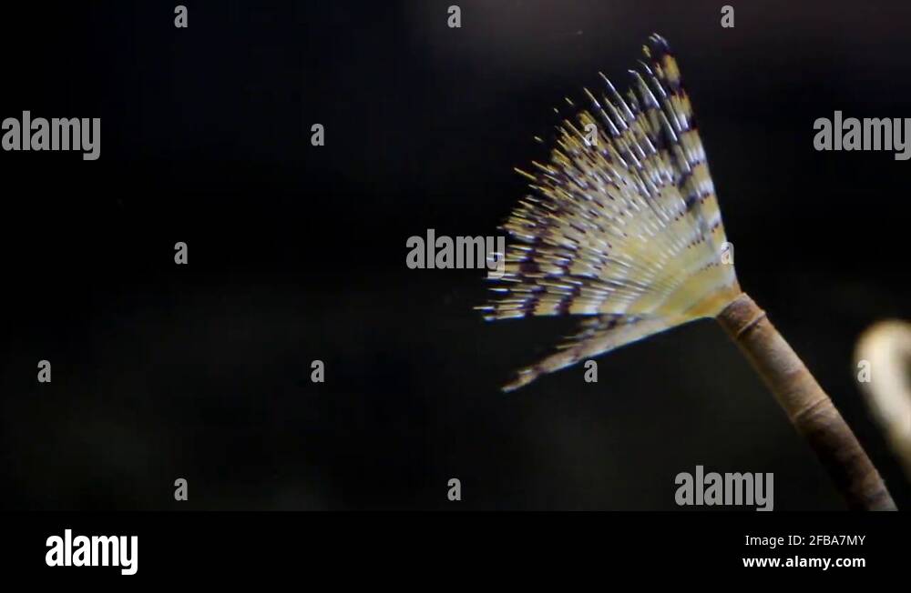 Segmented sea worm Stock Videos & Footage - HD and 4K Video Clips - Alamy