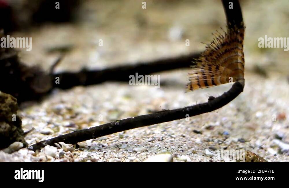 Segmented worm Stock Videos & Footage - HD and 4K Video Clips - Alamy