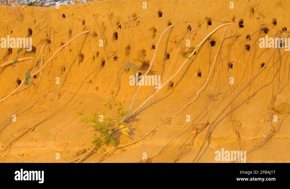 Monitor lizard egg Stock Videos & Footage HD and 4K Video Clips Alamy