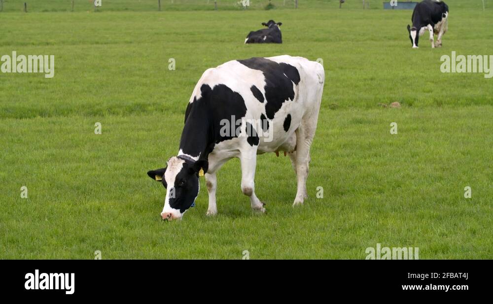 Holstein friesian dairy cow grass Stock Videos & Footage - HD and 4K ...
