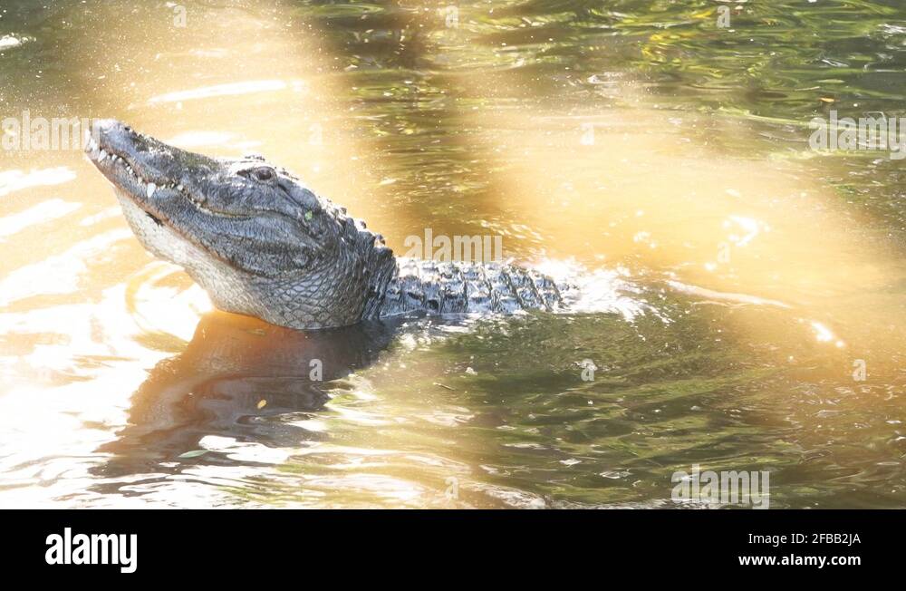 Alligator mating Stock Videos & Footage - HD and 4K Video Clips - Alamy