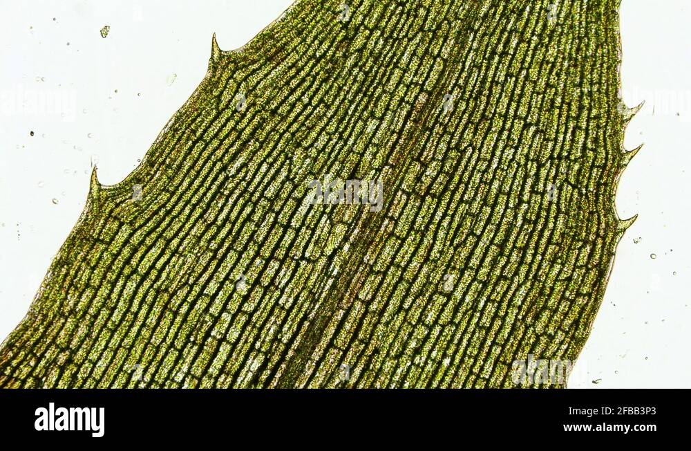 movement of chloroplasts chlorophyll in leaf cells of elodea under microscope 4K Stock Video