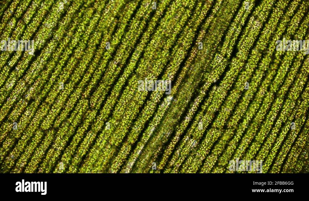 movement of chloroplasts chlorophyll in leaf cells of elodea under microscope 4K Stock Video