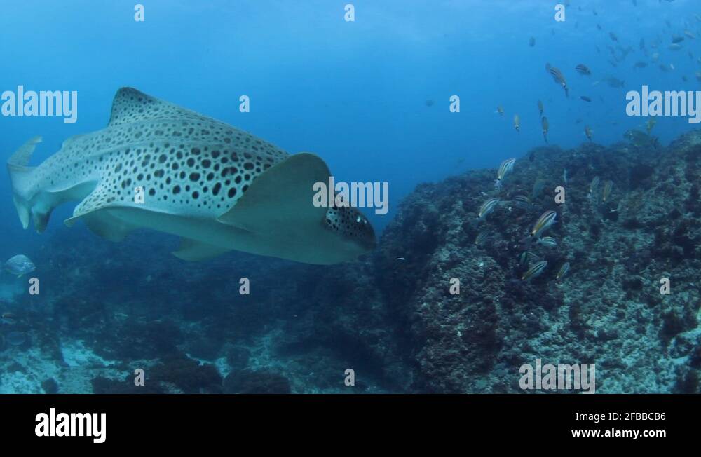 Underwater filming cameraman Stock Videos & Footage HD and 4K Video