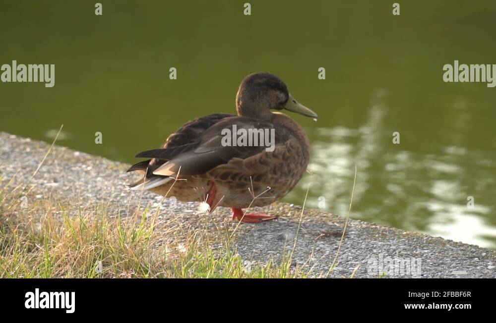 European duck Stock Videos & Footage - HD and 4K Video Clips - Alamy