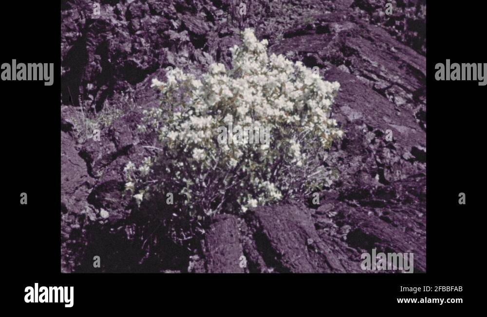 1940s Flowers grow in rocky soil. Sign reads "ENTERING KETCHUM. SPEED
