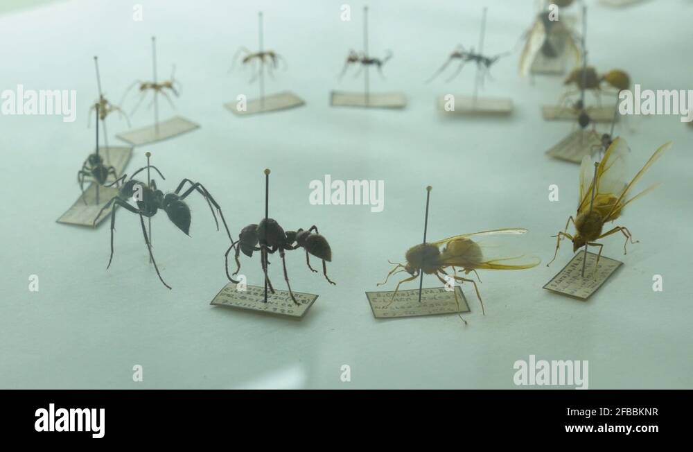 Picture of insects Stock Videos & Footage - HD and 4K Video Clips - Alamy