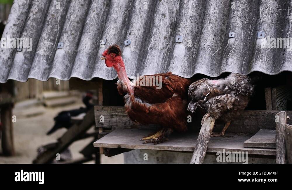 Scared animals Stock Videos & Footage HD and 4K Video Clips Alamy