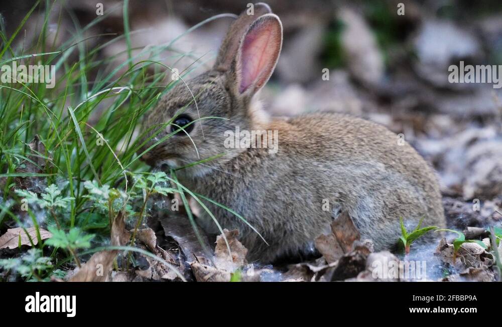 Baby wild rabbit Stock Videos & Footage HD and 4K Video Clips Alamy