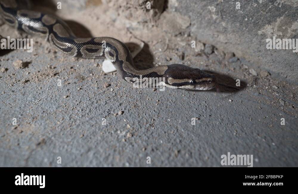 Python crawling Stock Videos & Footage - HD and 4K Video Clips - Alamy