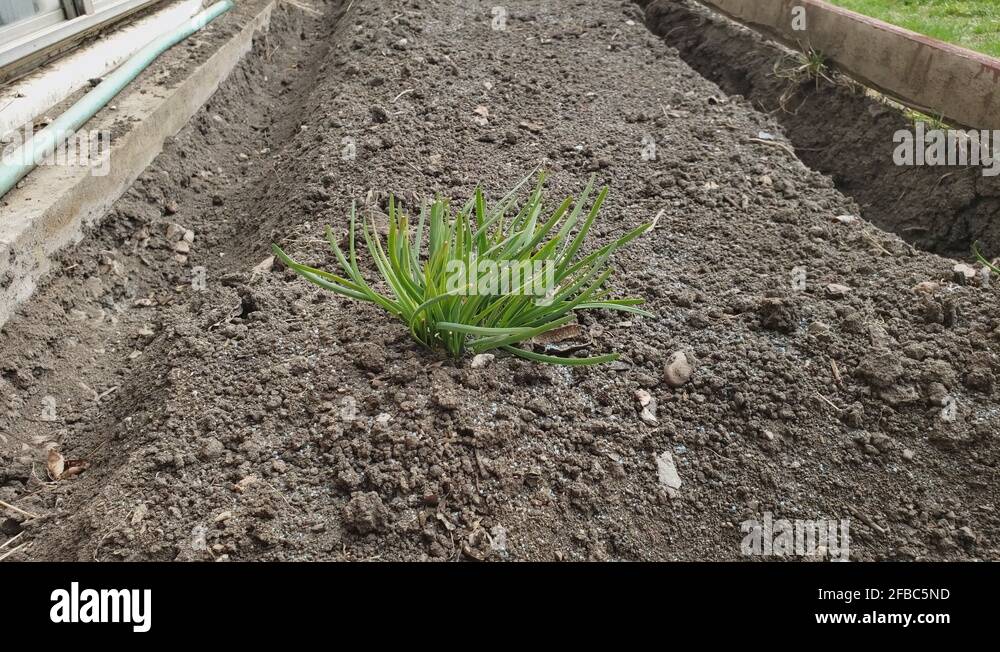 Watering growing garlic chives in small garden bed Stock Video Footage