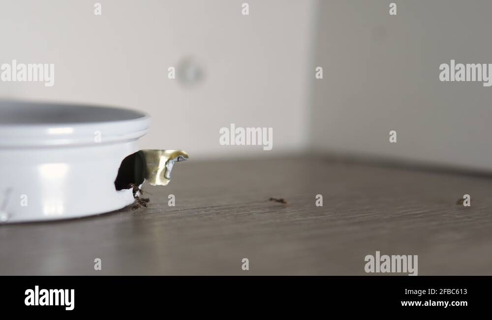 poison-trap-stock-videos-footage-hd-and-4k-video-clips-alamy