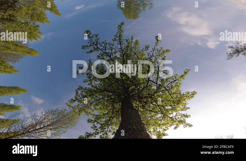 Bottom view trees Stock Videos & Footage - HD and 4K Video Clips - Alamy