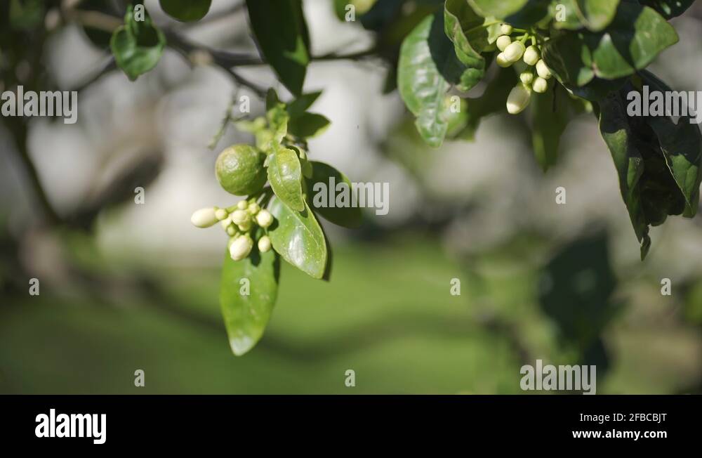 Grapefruit tree flower Stock Videos & Footage HD and 4K Video Clips