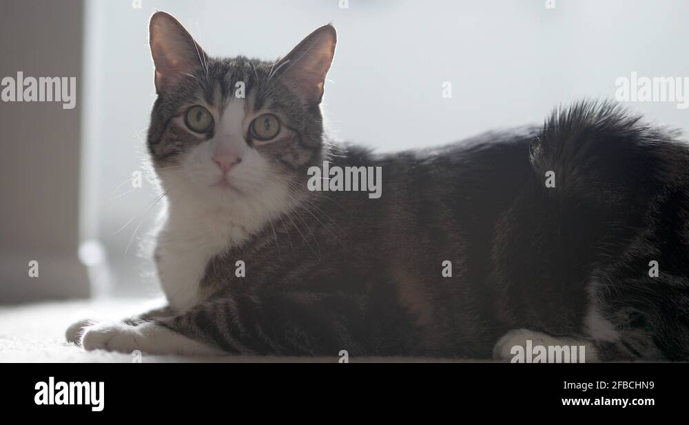 Tabby house cat sits and listens then looks around. Always alert and