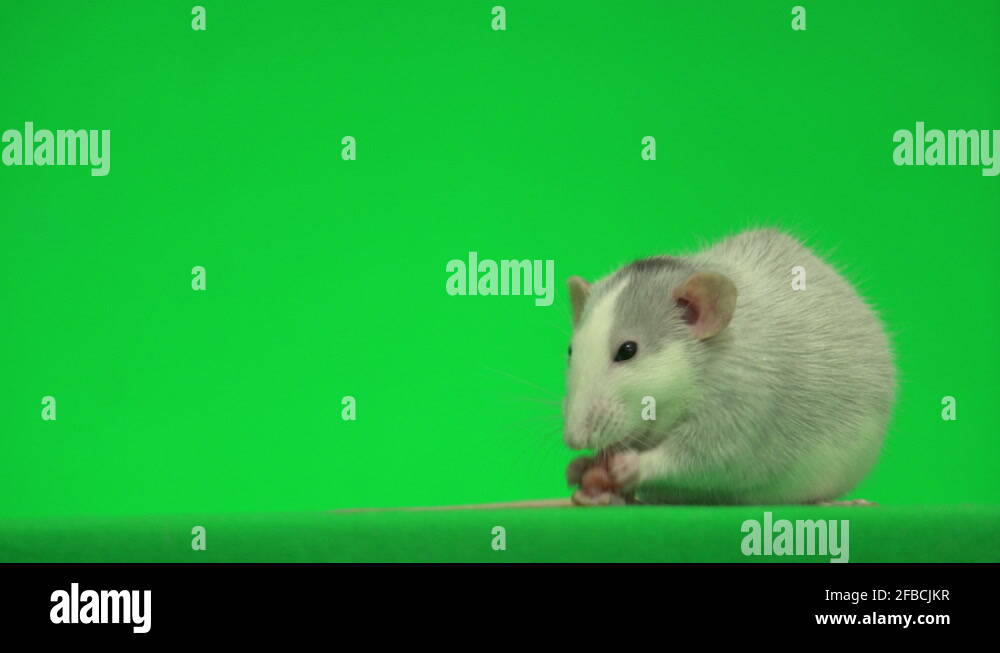 Rat eat meat on green screen Stock Video Footage Alamy